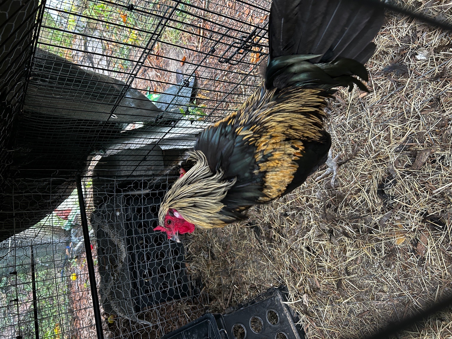 Colorful Le Flèche rooster