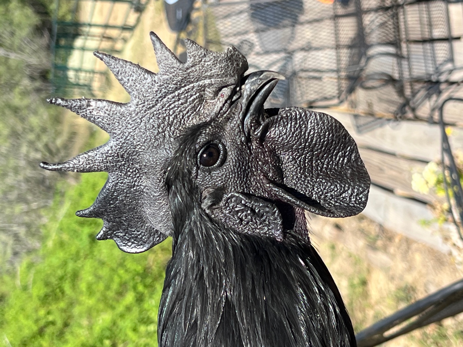 Ayam Cemani rooster portrait from San Antonio Designer Chickens