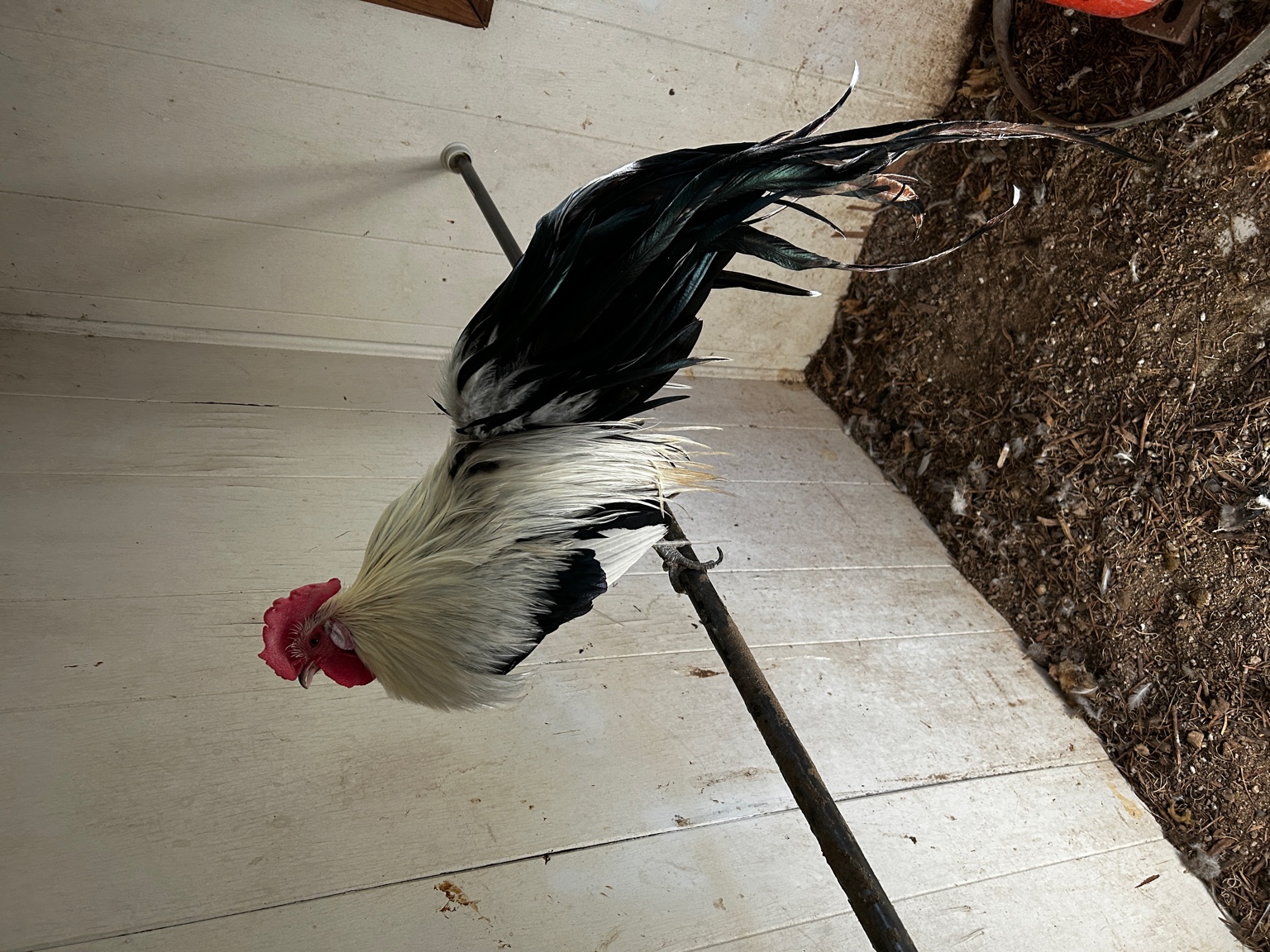 Japanese Onagadori perched