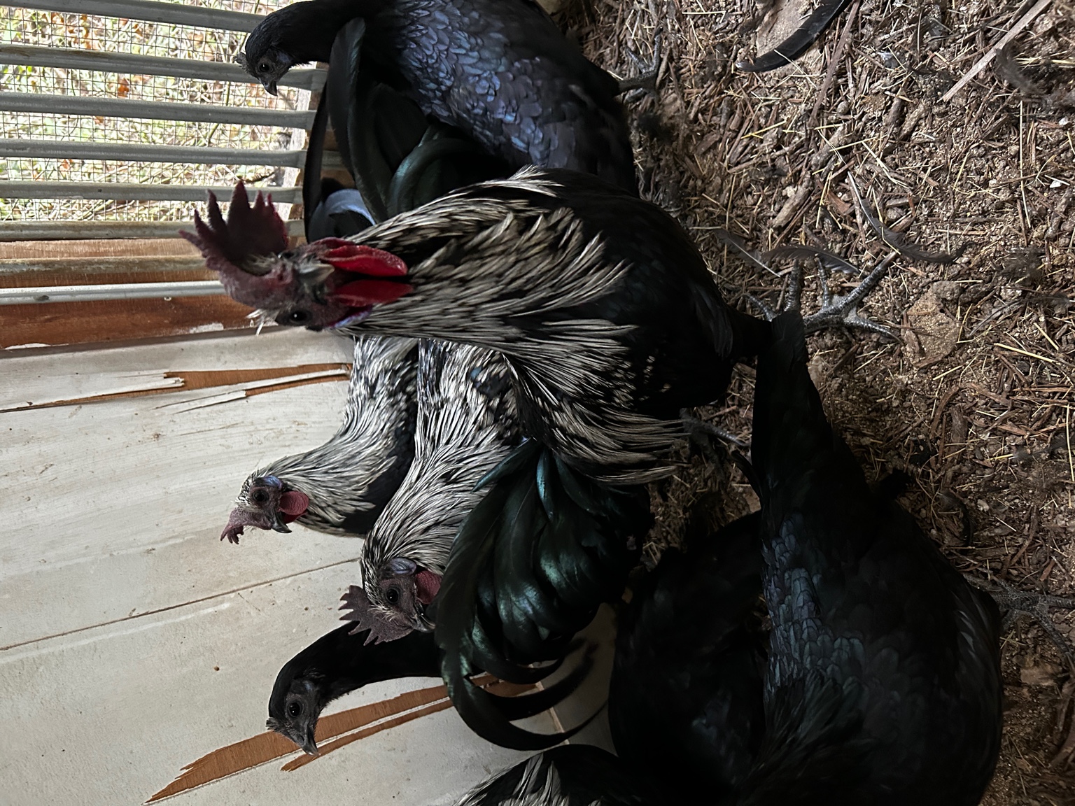 Japanese Zombie Birds group shot