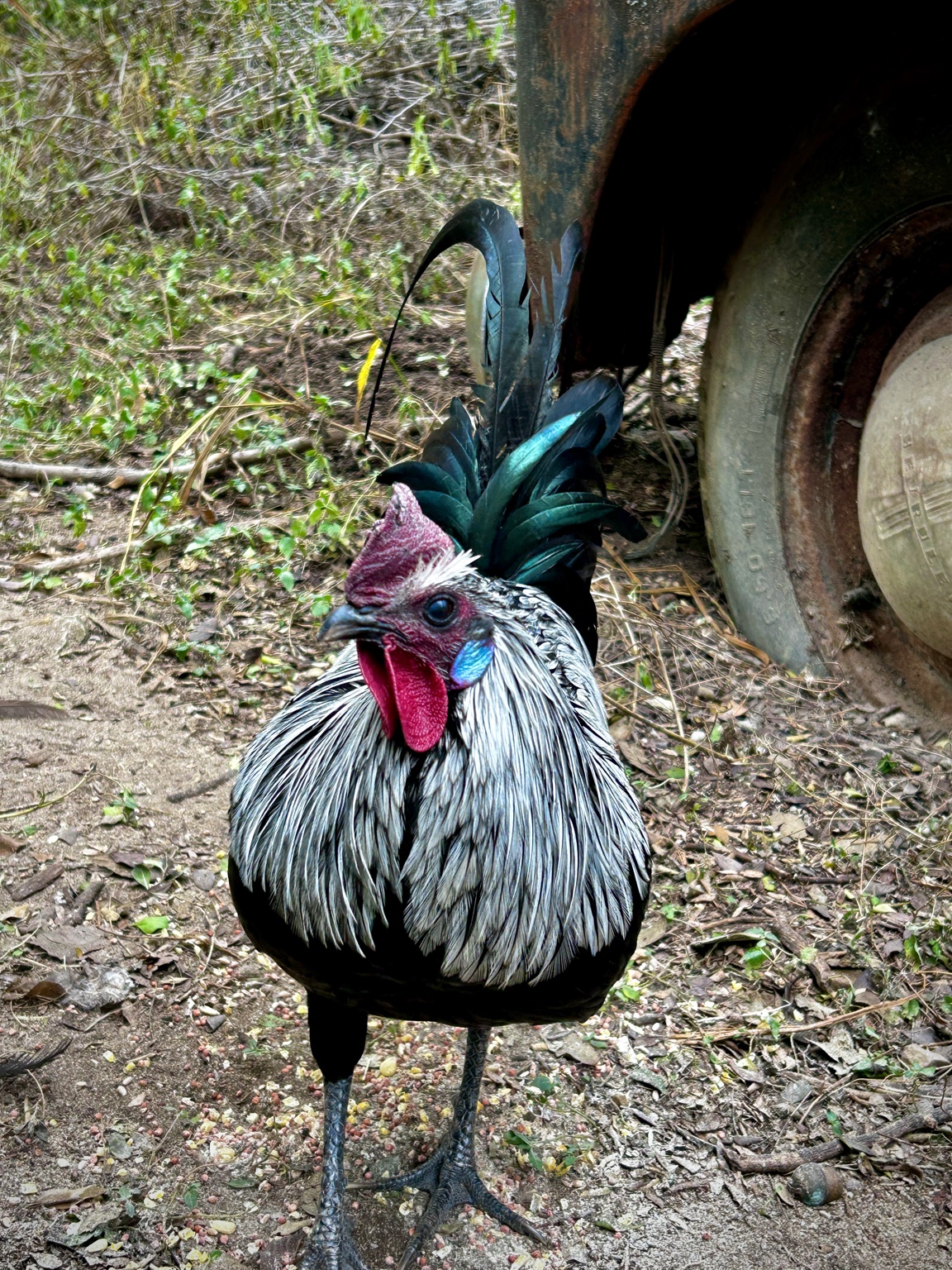 Japanese Zombie Bird rooster close-up