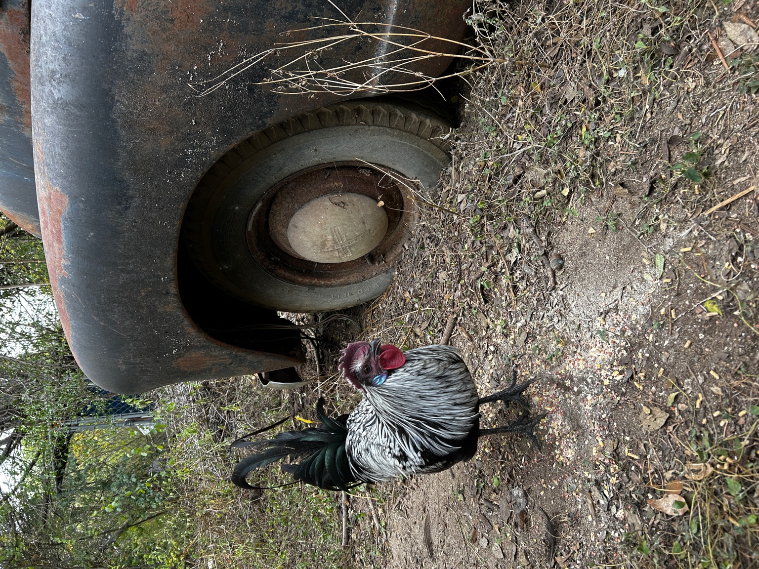 Japanese Zombie Bird rooster near an old truck