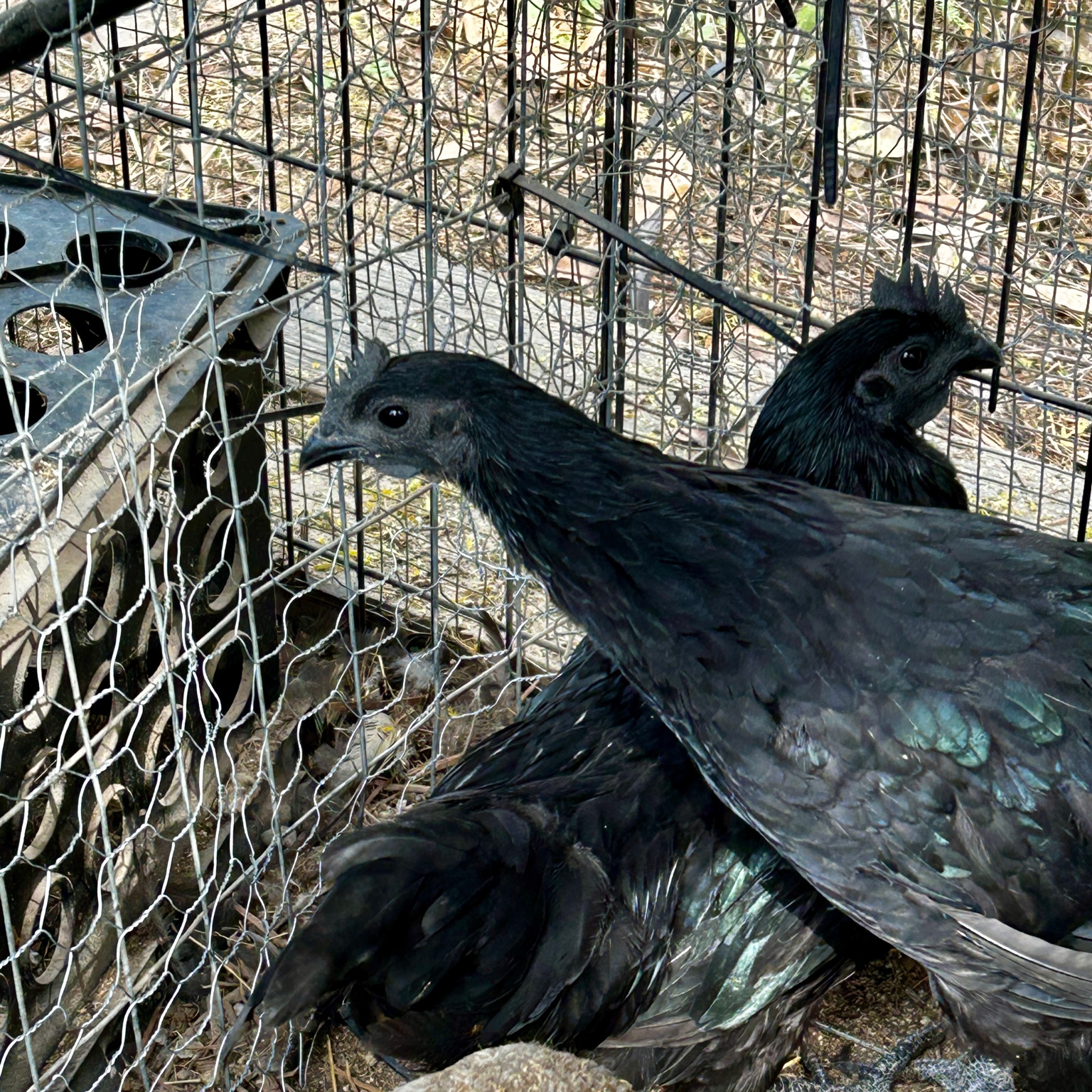 Young Ayam Cemani roos together