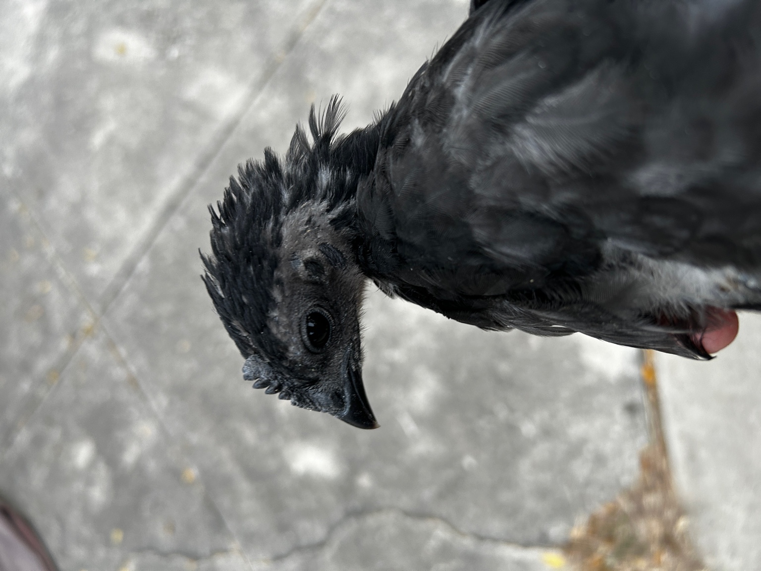 Young Ayam Cemani roo close-up